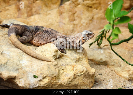 A Common Chuckwalla (Sauromalus ater) sitting on a stone Stock Photo