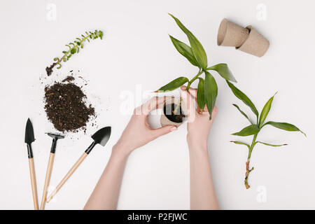 partial view of woman planting green plant with gardening tools and flowerpots around isolated on white Stock Photo