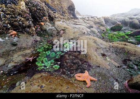 tide pools with sea stars and sea anemones, Pacific Coast, Olympic Nationalpark, Washington, USA Stock Photo