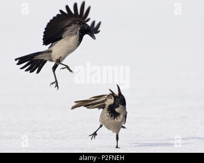 Carrion Crows fighting, Corvus corone cornix, Usedom, Germany Stock Photo