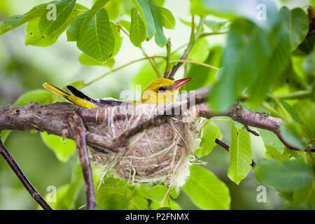 Golden Oriole, female in nest, Oriolus oriolus, Bulgaria, Europe Stock Photo