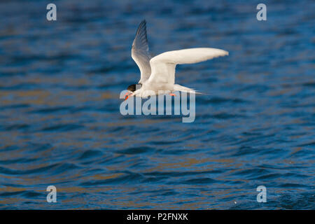 Antarctic Tern in flight, Sterna vittata, South Georgia, Subantarctic, Antarctica Stock Photo