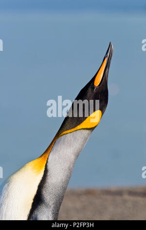 King Penguin, Aptenodytes patagonicus, St. Andrews Bay, South Georgia, Antarctica Stock Photo