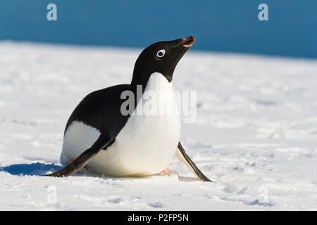 Adelie Penguin, Pygoscelis adeliae, Antarctic Peninsula, Antarctica Stock Photo