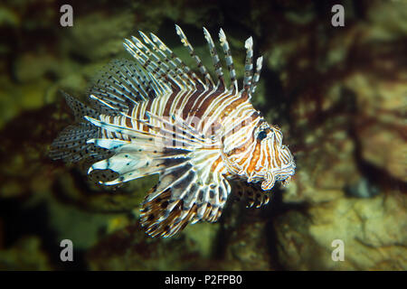Common Lionfish, Pterois volitans, Pacific Ocean, captive Stock Photo