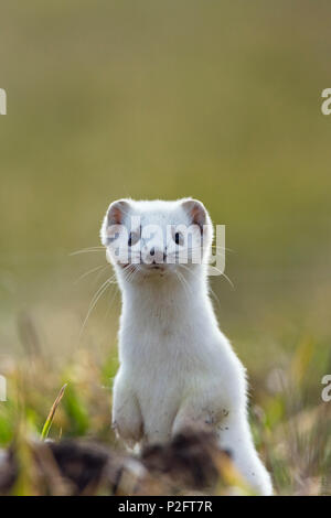 Stoat in winter-fur standing upright, Mustela erminea, Germany Stock Photo