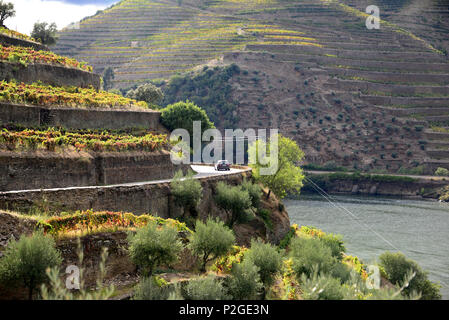 winefields between Peso Regua and Pinhao, Douro valley, Norte, Portugal Stock Photo