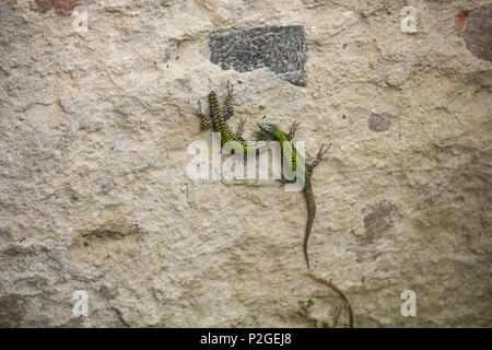 two lizards on a wall Stock Photo