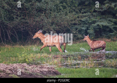 Female Nilgai with calf walking in Keoladeo Ghana National Park, Bharatpur, India. Nilgai is the largest Asian antelope and is endemic to the Indian s Stock Photo