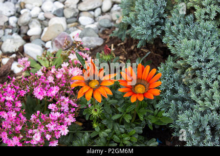 Beautiful two orange gazania and purple lewisia with white stones on the garden. On the right is juniper. Stock Photo