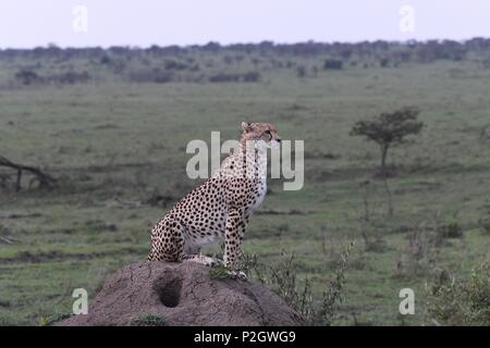 Lone cheetah sitting on the green Maasai Mara savannah looking for prey. Picture taken early morning, Olare Motorogi Conservancy. Acinonyx jubatus