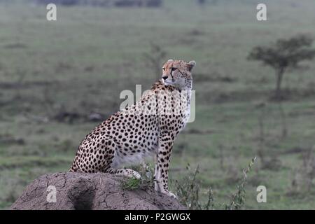 Lone cheetah sitting on the green Maasai Mara savannah looking for prey. Picture taken early morning, Olare Motorogi Conservancy. Acinonyx jubatus