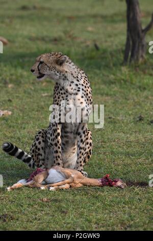Lone cheetah sitting on the green Maasai Mara savannah eating its prey. Picture taken early morning, Olare Motorogi Conservancy. Acinonyx jubatus