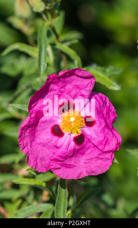 Pink Shrubby Rock Rose from the Genus Cistus, from the Cistaceae family, flowering in early Summer in West Sussex, England, UK. Rockrose closeup. Stock Photo