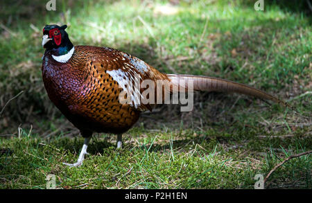 Adult male pheasant (Phasianus colchicus) Stock Photo