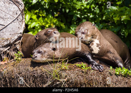 Giant Otter, Pteronura brasiliensis, Tambopata Reserve, Peru, South America Stock Photo