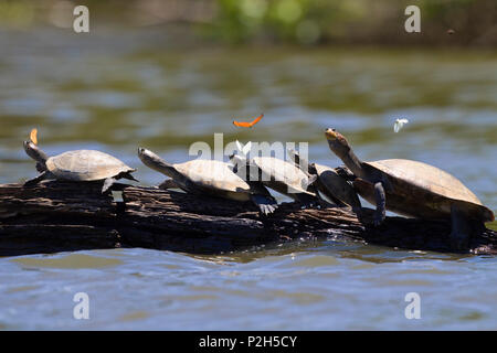 Amazon River Turtles (Podocnemis unifilis) basking on log on river ...