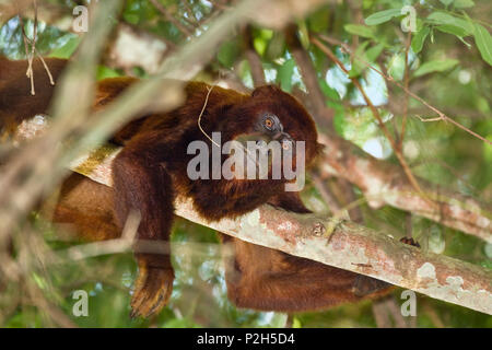 Red Howler Monkey in rainforest, Alouatta seniculus, Tambopata Reserve, Peru, South America Stock Photo