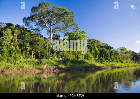 Rainforest at Tambopata river, Tambopata National Reserve, Peru, South America Stock Photo