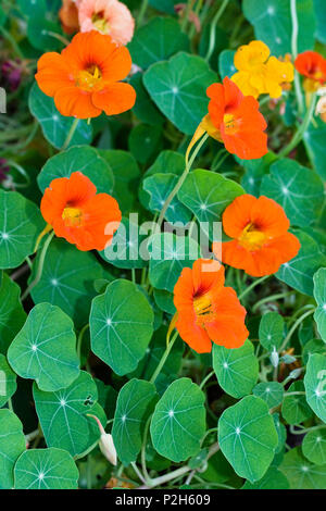 Nasturtium Tropaeolum majus Stock Photo - Alamy