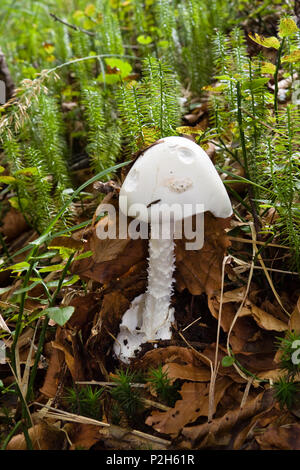Deadly poisonous mushroom, Amanita virosa, Upper Bavaria, Germany, Europe Stock Photo