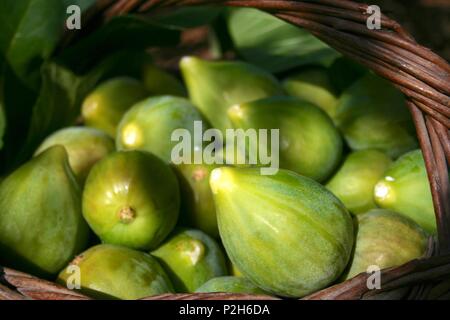 Fresh green figs with green leaves in a wicker basket Stock Photo