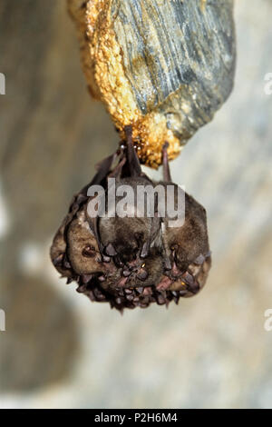 Bats sleeping in Aripo Caves, Asa Wright Nature Centre, Trinidad, West Indies, South America Stock Photo