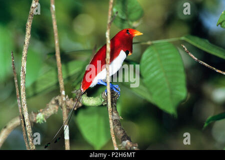 King Bird of Paradise, male, displaying, Cicinnurus regius, West-Papua, Irian Jaya, New Guinea, Indonesia Stock Photo