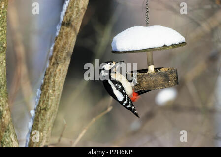 Great Spotted Woodpecker, Picoides major, at feeder in winter, Bavaria, Germany