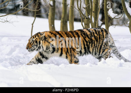 Siberian Tiger in snow, Panthera tigris altaica, captive Stock Photo