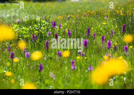 flowers in the summer Stock Photo