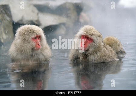 Snowmonkeys, Japanese Macaques in hot spring, Macaca fuscata, Japanese Alps, Japan Stock Photo