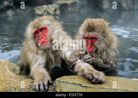 Snowmonkeys, Japanese Macaques in hot spring grooming, Macaca fuscata, Japanese Alps, Japan Stock Photo