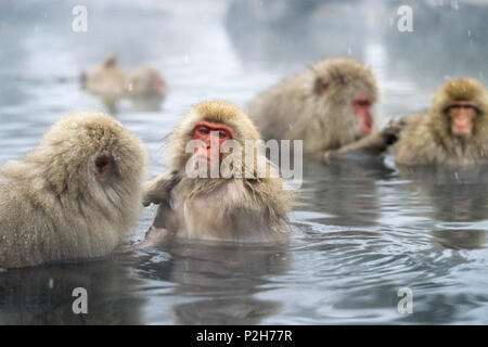 Snowmonkeys, Japanese Macaques in hot spring, Macaca fuscata, Japanese Alps, Japan Stock Photo