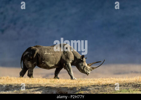 Black Rhinoceros, Diceros bicornis, Ngorongoro-crater, Tanzania, East-Africa Stock Photo