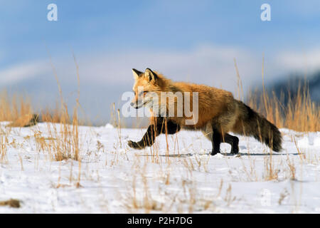 Red Fox in winter running, Vulpes vulpes, USA Stock Photo