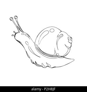 Vector illustration of snail in continious line graphic style, black countour outline sketch isolated on white Stock Vector