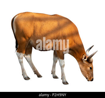 Bos javanicus Head. Red ox is a wild cow. Head on white background isolate. Stock Photo