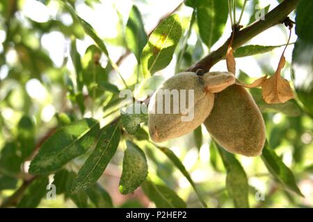 Young fresh almonds growing on a branch of an almond tree in the sun Stock Photo