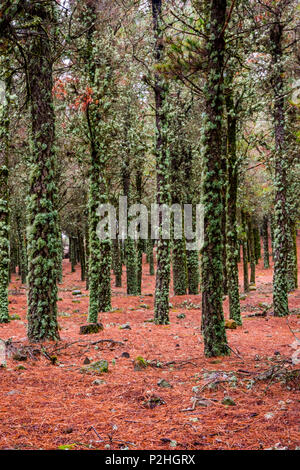 Contrast of lichen on tree trunks and red pine needles on the ground, forest in Gran Canaria, Spain Stock Photo