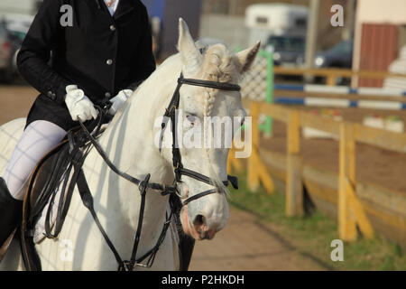Dressage horse portrait in paddock Stock Photo