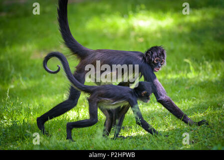 Two Geoffroy's Spider Monkeys walking Stock Photo