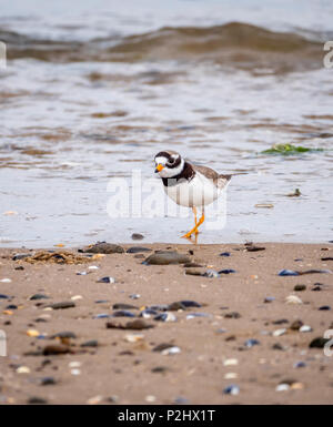 Common ringed plover Charadrius hiaticula adult in summer plumage at Whiteford beach on the Gower Peninsula of South Wales UK Stock Photo