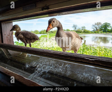 Greylag goose mother and gosling watching the birdwatchers in a hide at Slimbridge Wildlife and Wetlands Centre in Gloucestershire UK