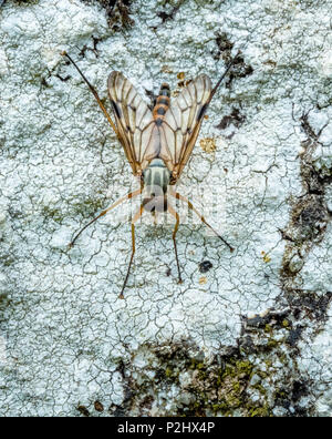 Fly Rhagio scolopacea at rest in typical down looking position on crustose lichen covered granite on Dartmoor Devon UK Stock Photo