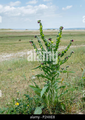 Hound's Tongue Cynoglossum officinale growing on sandy dune edges on the north coast of the Gower peninsula in South Wales UK Stock Photo