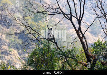 Nepal Grey Langur monkey, near Bamboo Lodge, Langtang Valley, Nepal Stock Photo