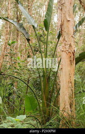 Broad-Leaved Paperbark trees (Melaleuca quinquenervia) and Ravenala madagascariensis AKA traveller's tree or palm in Lachlan Swamp in Centennial Park Stock Photo