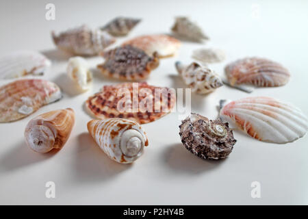 Seashells collection on white background. Stock Photo