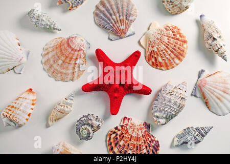Red Starfish with Cockleshell on white background. Seashell background. Stock Photo